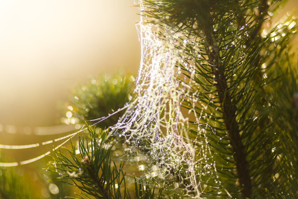 Can I Use Net Lights on a Christmas Tree